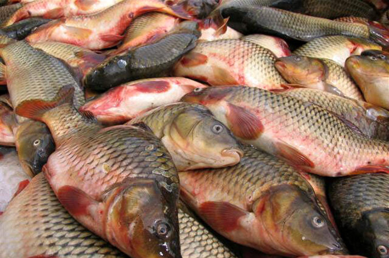 قیمت ماهی امروز + جدول