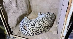 زنده‌گیری پلنگ سرگردان در شهمیرزاد