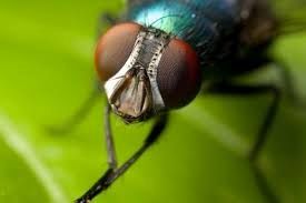 مگس‌ها دنیا را چگونه می‌بینند؟