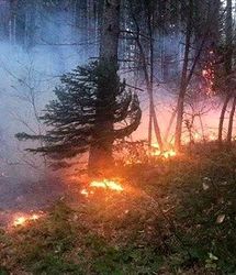 آتش‌ به جان جنگل‌های توسکستان گلستان افتاد