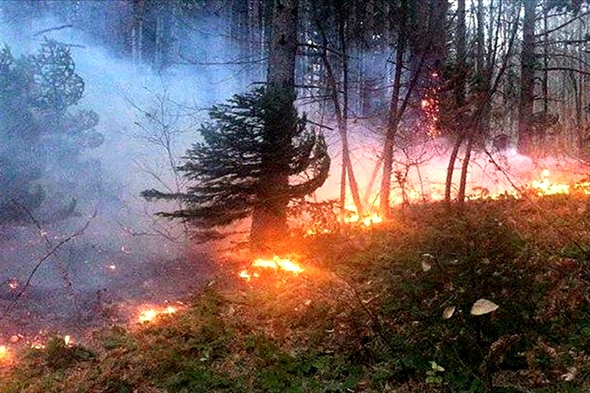 آتش‌ به جان جنگل‌های توسکستان گلستان افتاد