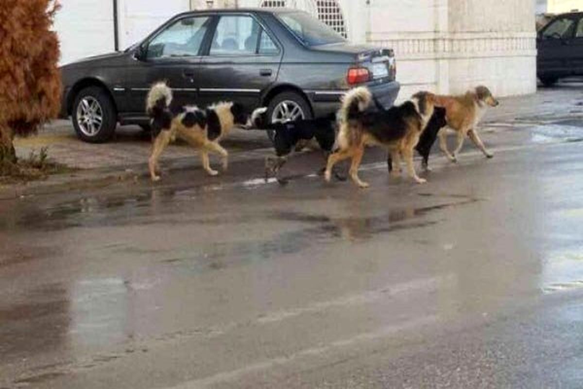 مرکز جدید نگهداری از سگ‌های بلاصاحب در تهران راه‌اندازی شد/ ظرفیت ۷۰۰ سگ