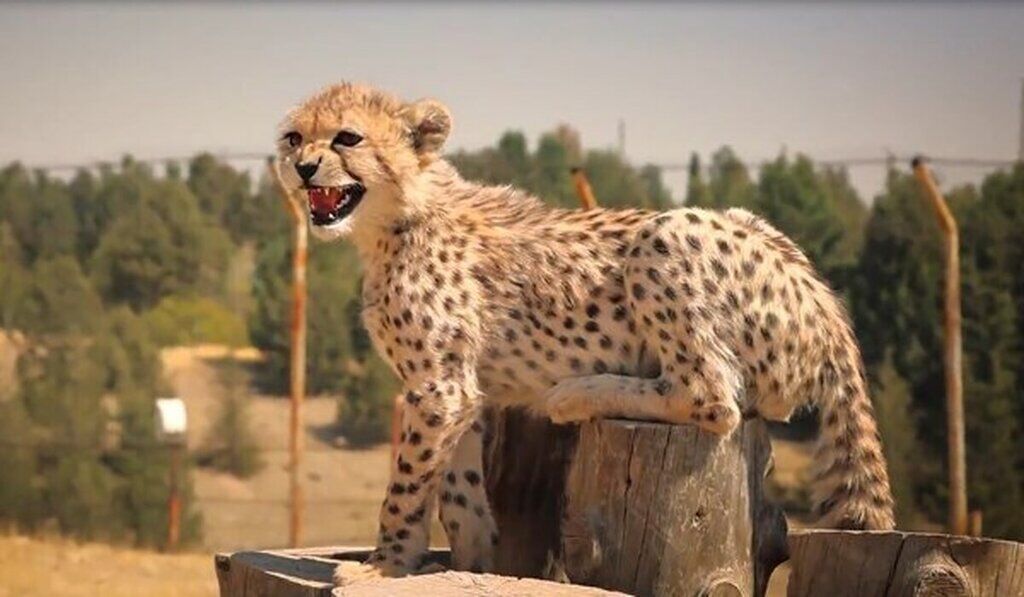 محکومیت متهمان اشنویه‌ای به تهیه غذا برای «پیروز»