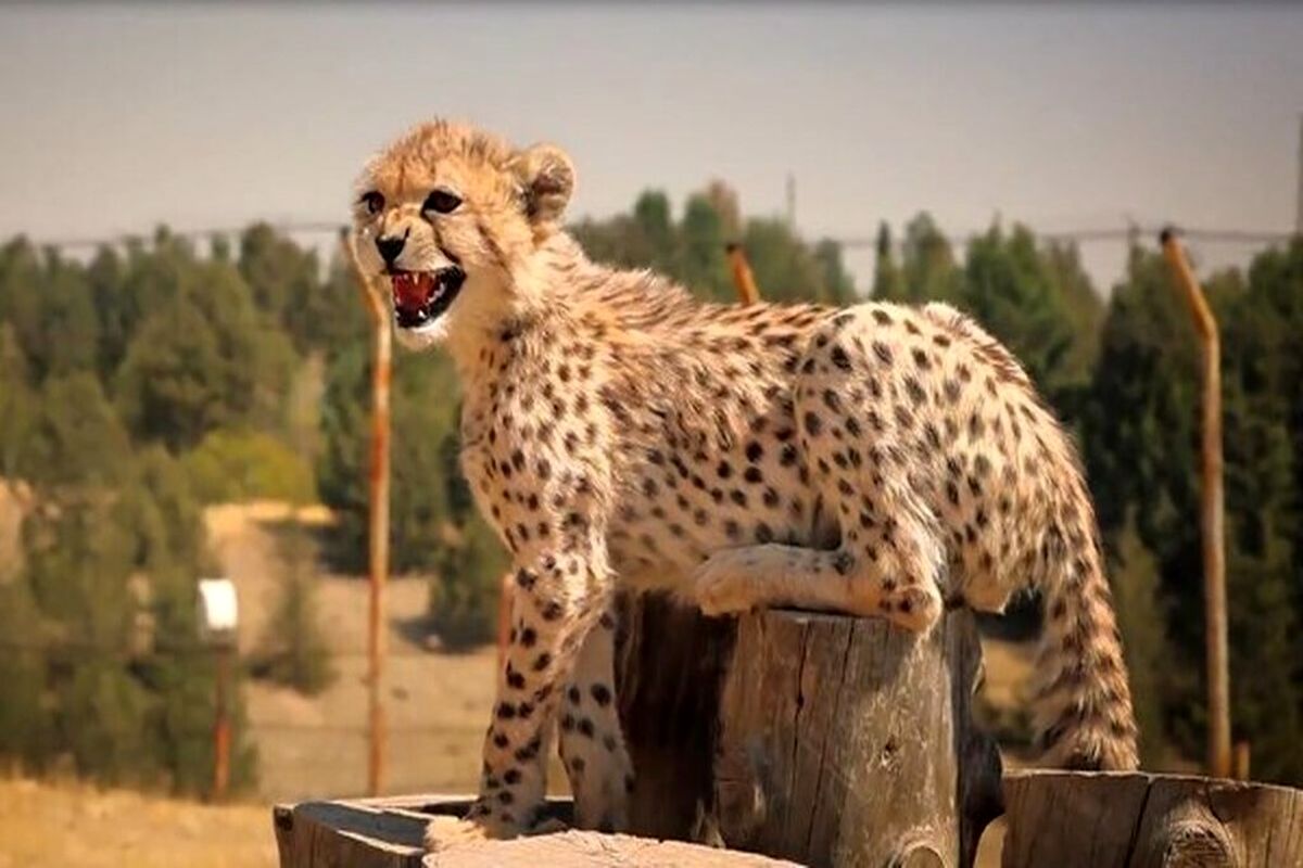 محکومیت متهمان اشنویهای به تهیه غذا برای «پیروز»