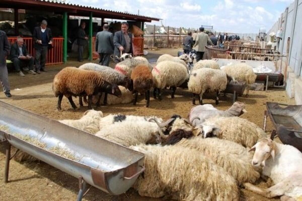 گوسفند زنده چند؟