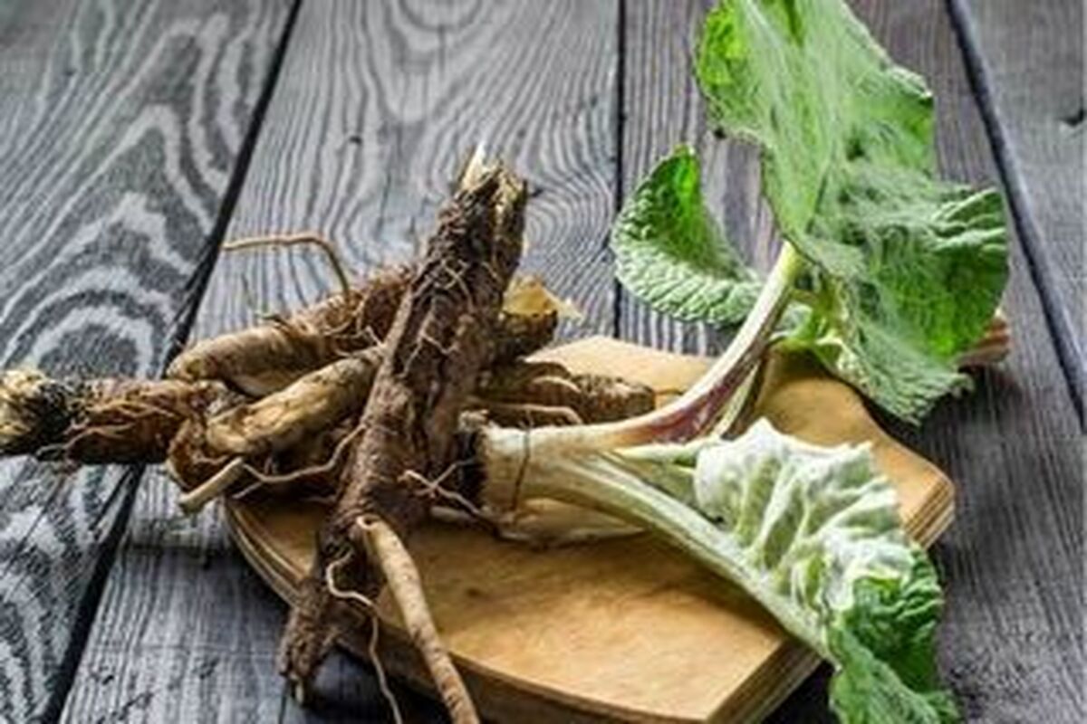 آشنایی با 33 خاصیت شگفت انگیز گیاه بابا آدم 