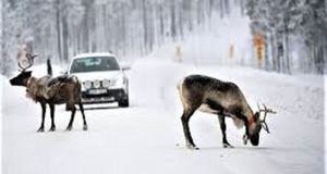 «مبارزان حیات وحش» به تلویزیون می‌آیند