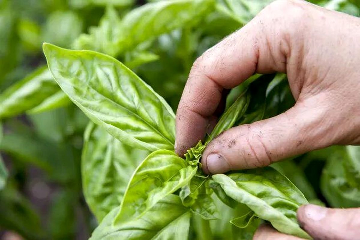 این نوع سبزی برای درمان دیابت معجزه می کند!