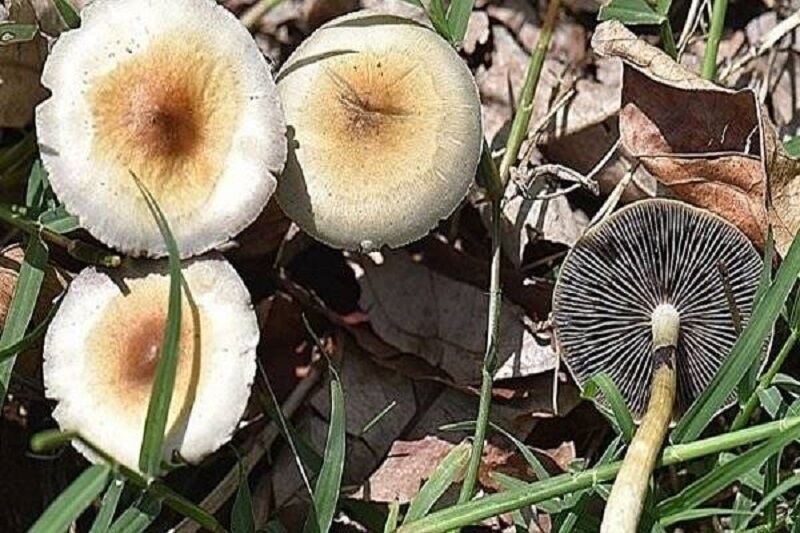 خطر مسمومیت مرگبار با مصرف قارچ‌های سمی