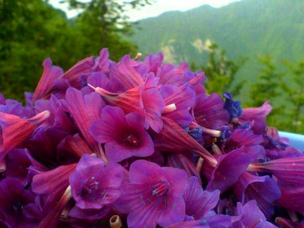 اگر زود از کوره در می‌روید این گیاه قاتل بیماری شماست