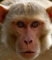 واژگونی کامیون حامل میمونهای مبتلا به ویروسهای خطرناک