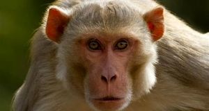 واژگونی کامیون حامل میمون‌های مبتلا به ویروس‌های خطرناک