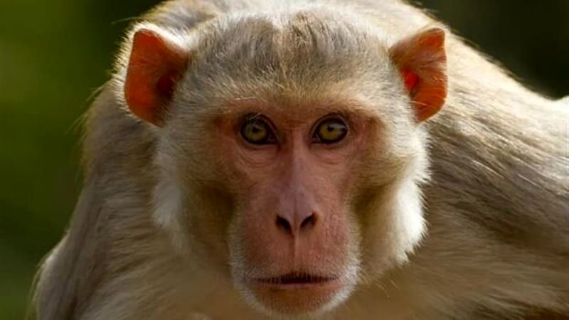 واژگونی کامیون حامل میمونهای مبتلا به ویروسهای خطرناک