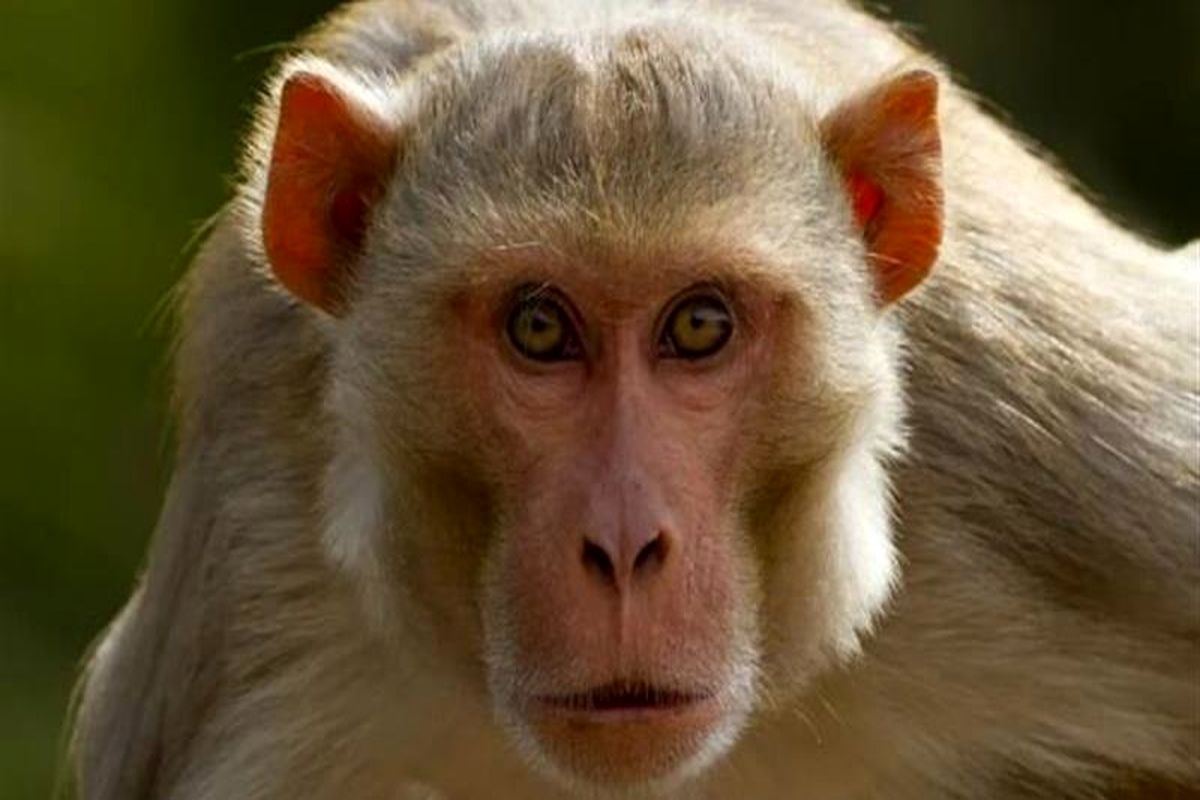 واژگونی کامیون حامل میمون‌های مبتلا به ویروس‌های خطرناک