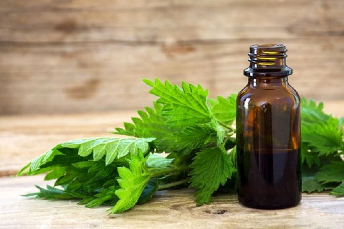 فواید عرق گزنه در کاهش آلرژی و التهاب