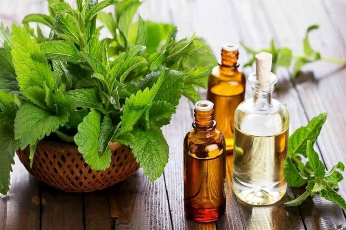 اگر این بیماری را دارید پونه مصرف کنید نه نعناع!