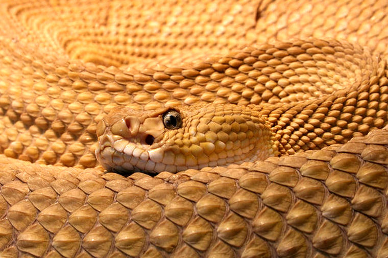 بزرگترین لانۀ مار کجاست؟