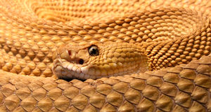 بزرگترین لانۀ مار کجاست؟