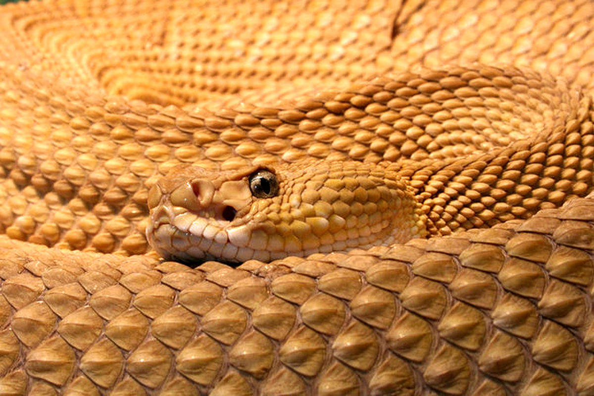 بزرگترین لانۀ مار کجاست؟