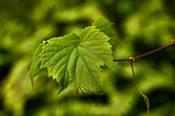 خواص برگ انگور برای سالمندان