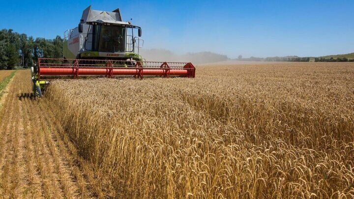 جنگ گندم در راه است
