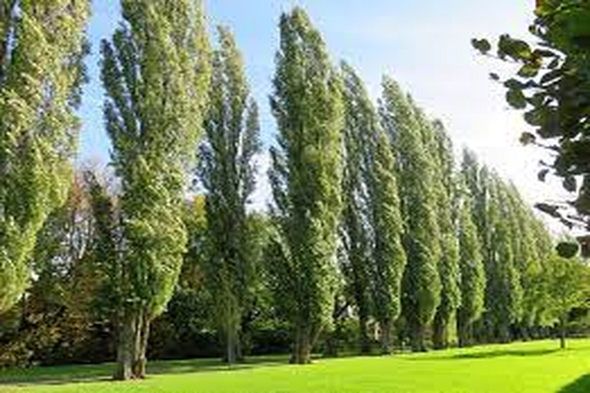 با کاشت این درخت میلیاردر می‌شوید/جزئیات