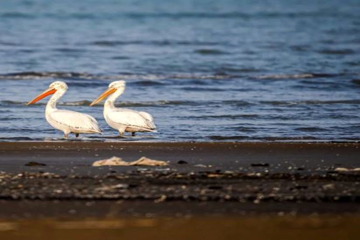 تصاویر؛ بازگشت غارغارک‌ها