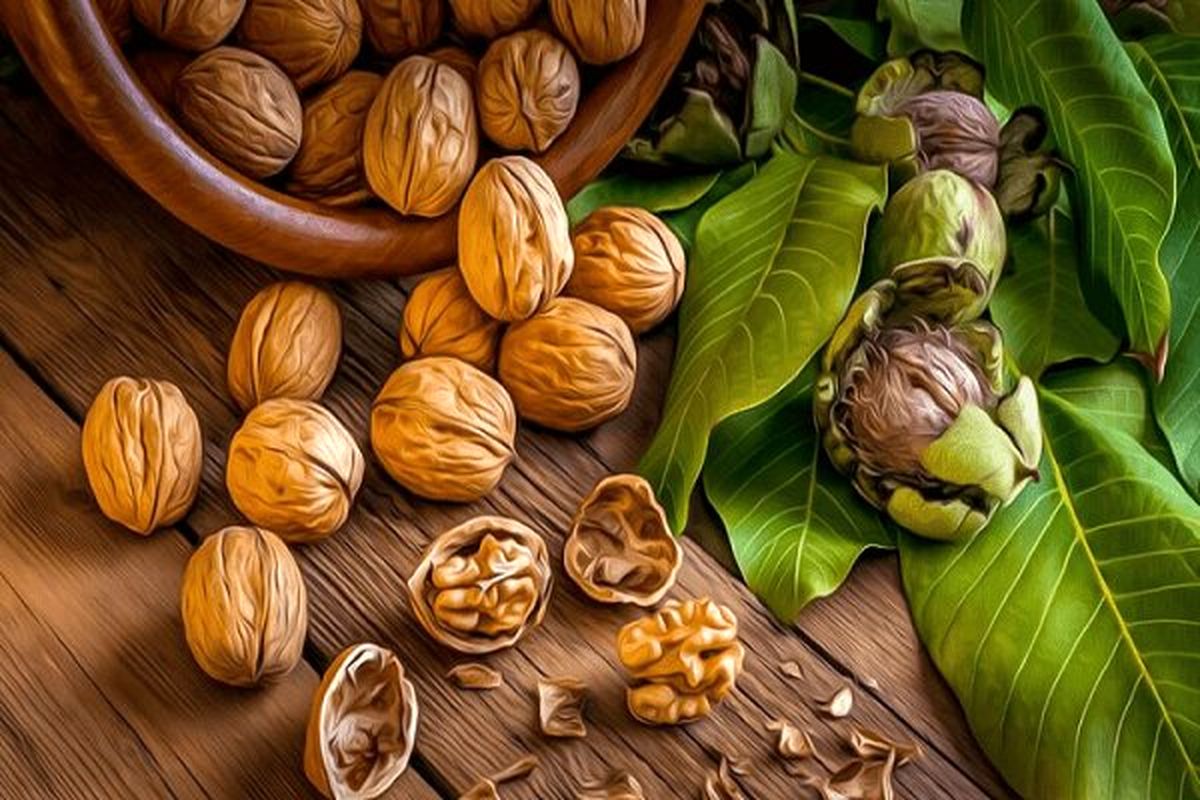 تقویت مغز انسان با مصرف گردو