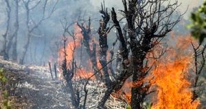 عامل آتش سوزی جنگل‌های چالوس مشخص شد