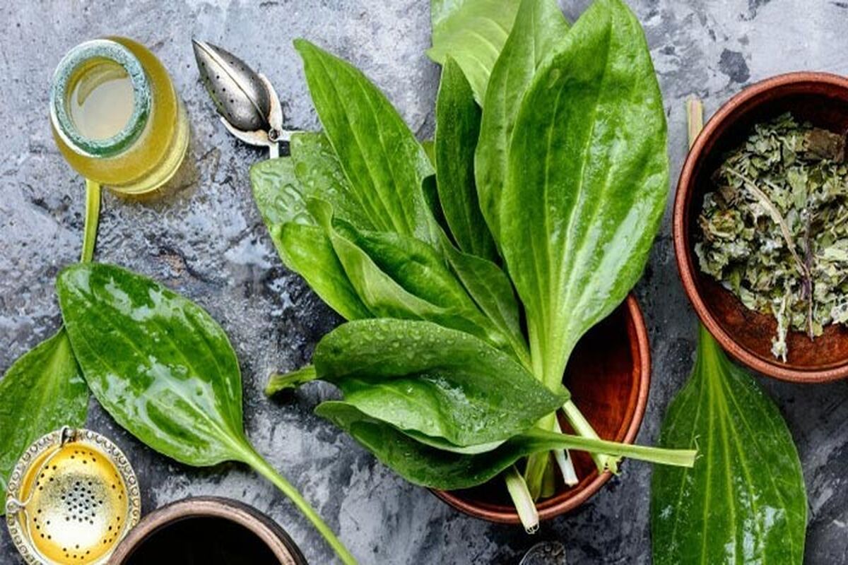 فواید گیاه بارهنگ از نگاه طب سنتی