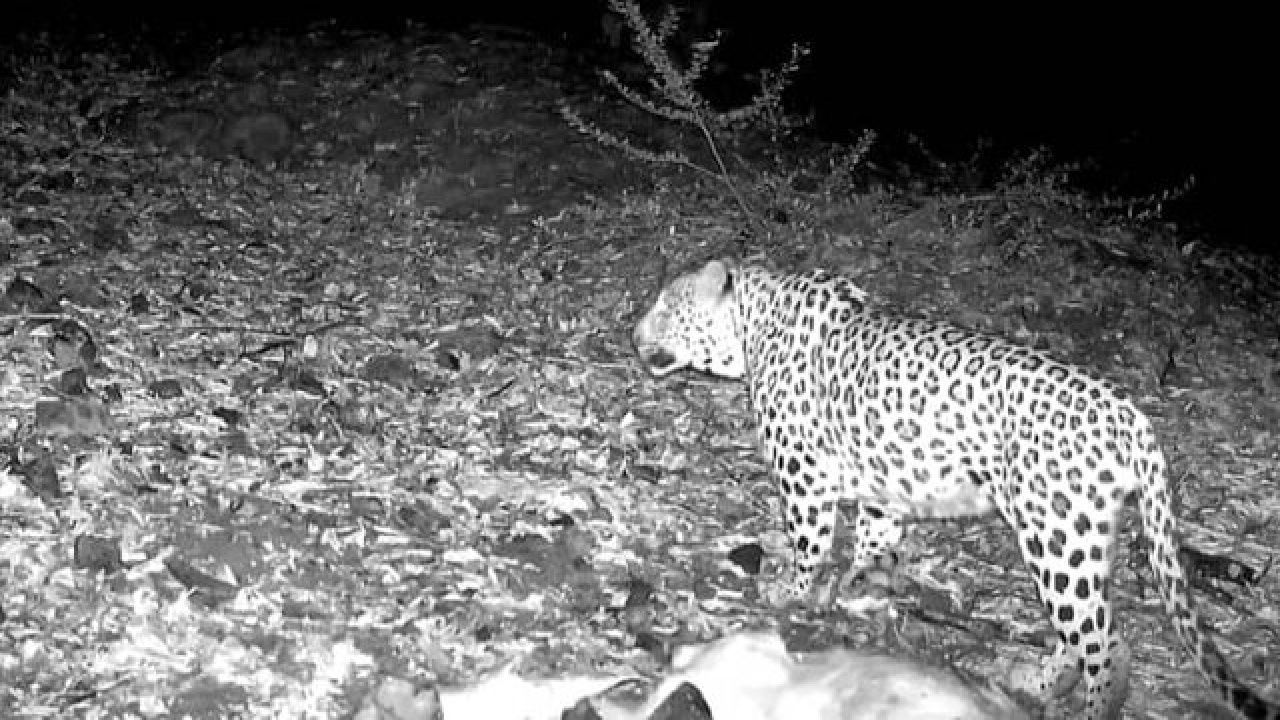 مشاهده پلنگ ایرانی در املش