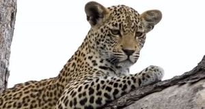 پلنگی در بالا، انسانی در پایین؛ اوج پیوند با طبیعت/ ببینید