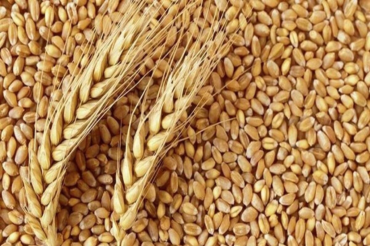 قیمت گندم در بازار جهانی اوج گرفت!
