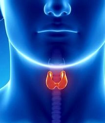 تیروئید شما را اذیت می کند این ۲۰ ماده غذایی مخصوص شماست