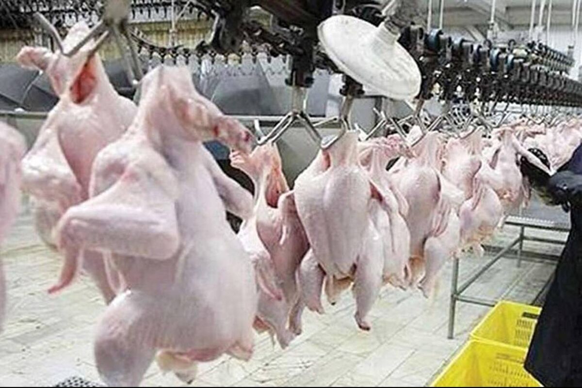 این قسمت از مرغ را هرگز نخورید که بسیار خطرناک است !
