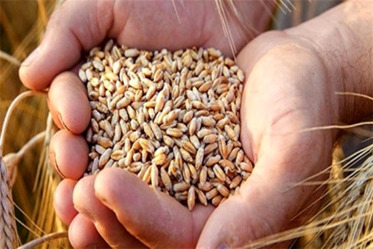 قیمت ۳ کیلو گندم چقدر میشود؟