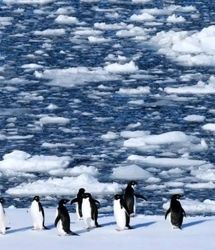 تصاویر؛ حیات در قطب جنوب زیر سایه تغییرات اقلیمی
