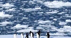 تصاویر؛ حیات در قطب جنوب زیر سایه تغییرات اقلیمی