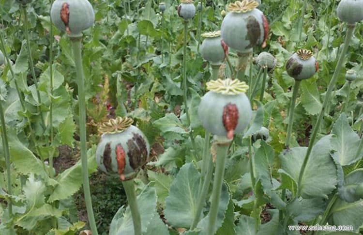 ماجرای کشت خشخاش در ایران به کجا رسید؟