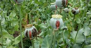 ماجرای کشت خشخاش در ایران به کجا رسید؟