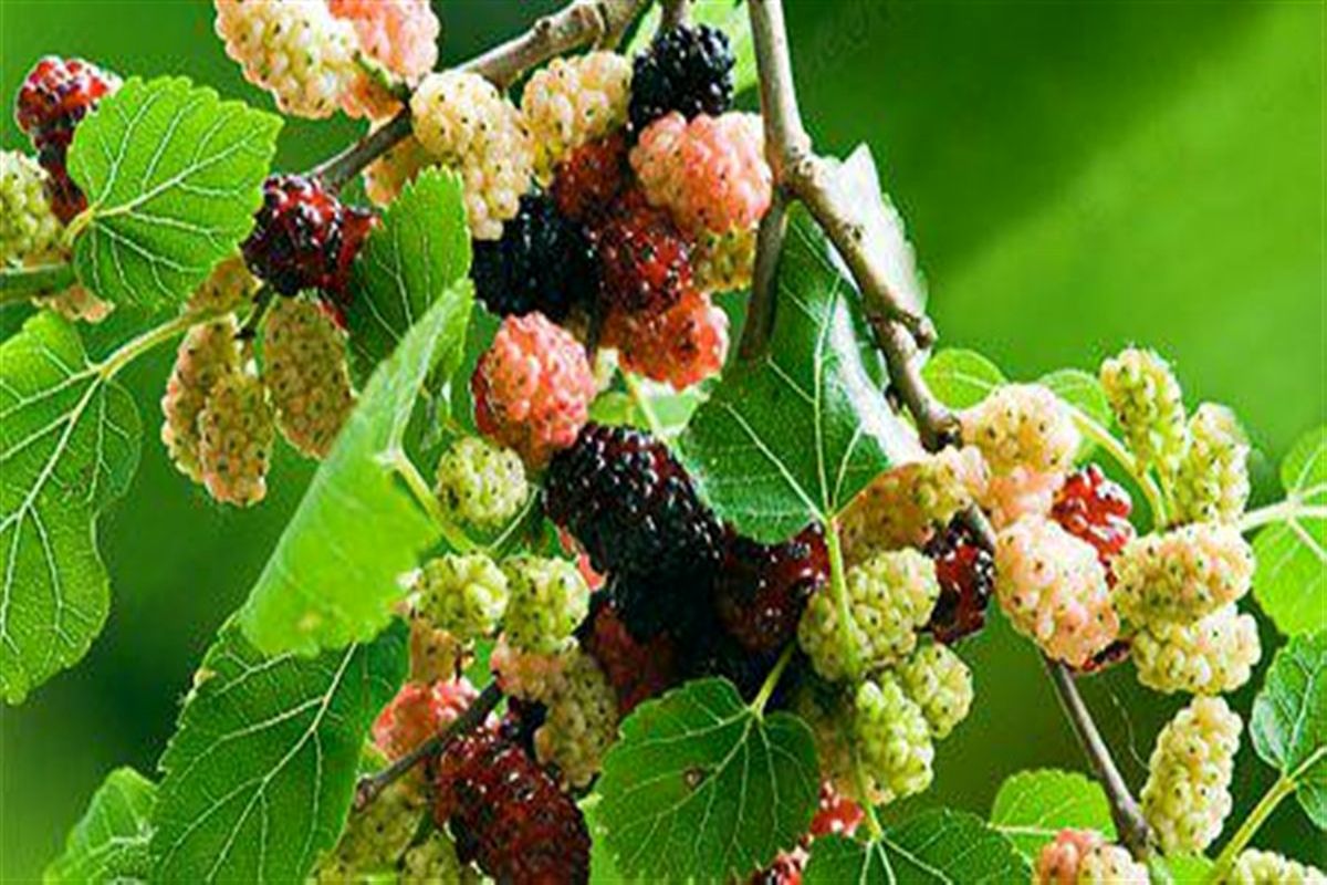 حتی لب هم به این توت‌های شهری نزنید !