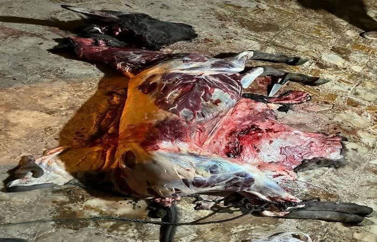 دستگیری عوامل رستورانی که در جاده قزوین - رشت از گوشت الاغ استفاده می‌کرد 