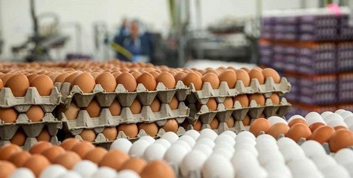 قیمت جدید مرغ و تخم‌مرغ در میادین/ شانه ۳۰تایی تخم‌مرغ چند؟