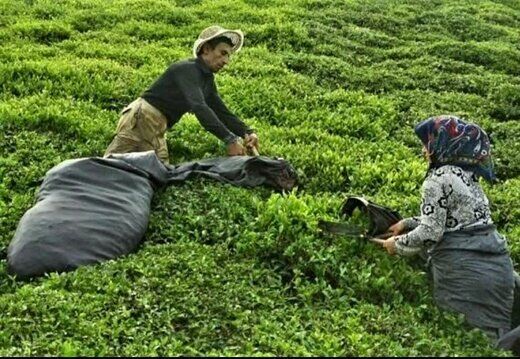  ابلاغ قیمت خرید تضمینی برگ سبز چای