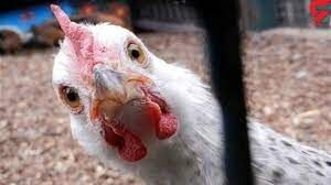 توقیف محموله یک میلیاردی مرغ