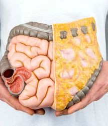 این خوراکی مخصوص کسانی که است که نگران گوارش خود هستند