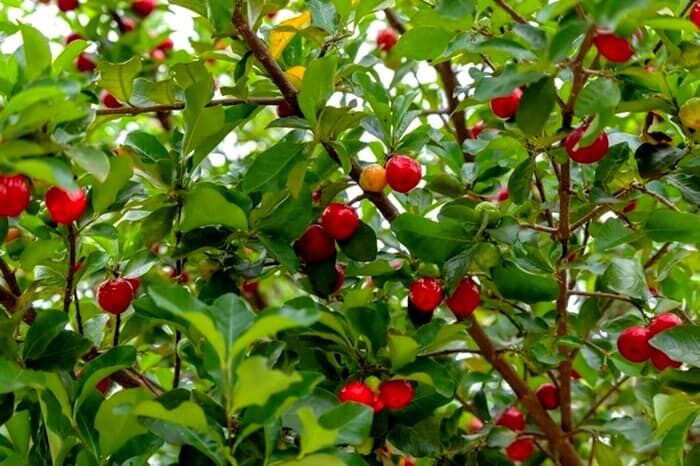 آلبالو: میوه‌ای مفید برای سلامت رگ‌ها!