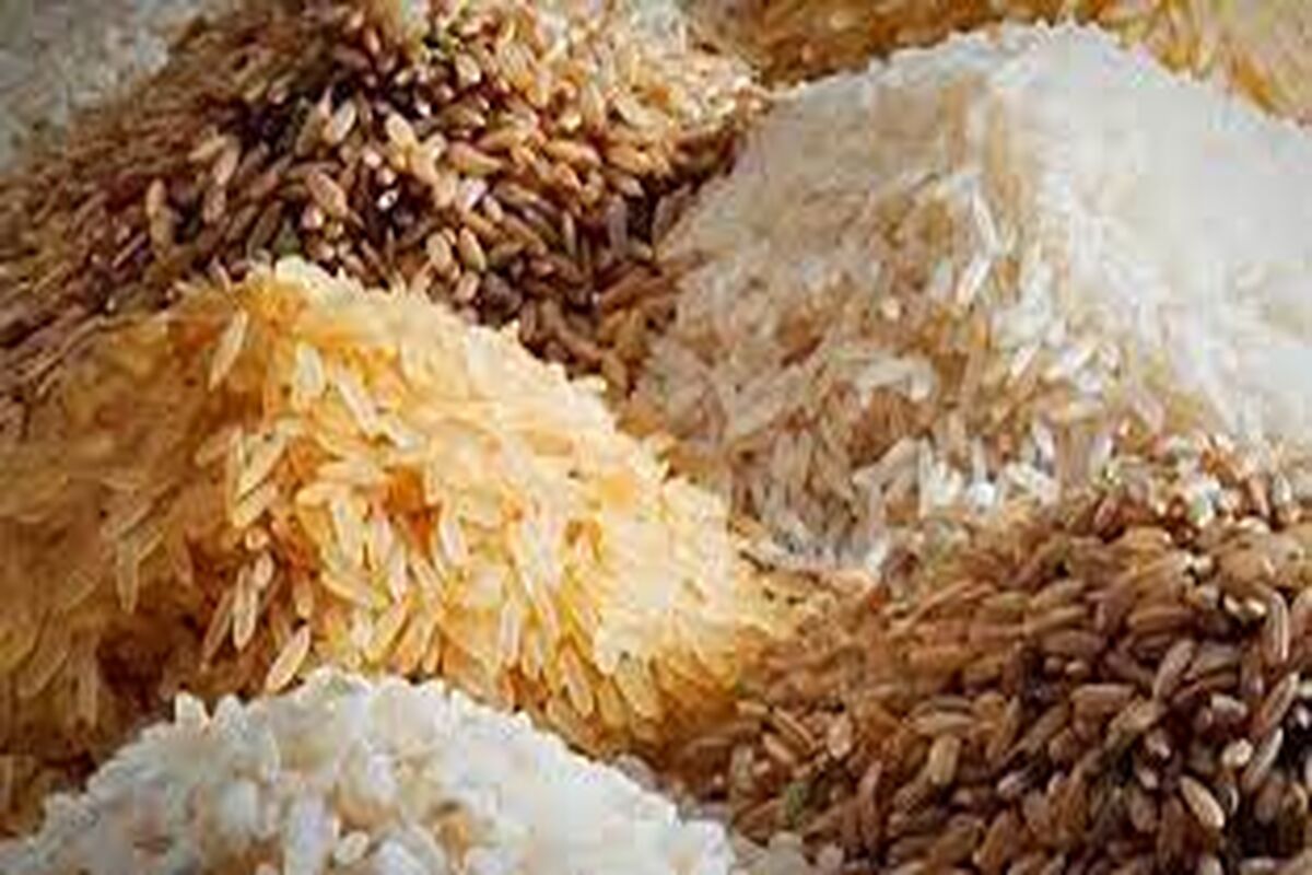 قیمت برنج شمال چند؟ | کاهش 10 تا 20 هزار تومانی قیمت برنج طارم