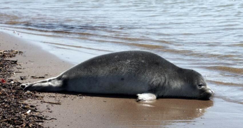 کشف لاشه یک قلاده فوک خزری در سواحل نور