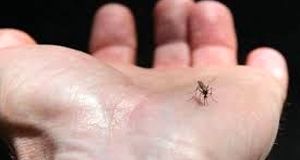 نیش پشه زن جوان را به کما برد! + عکس